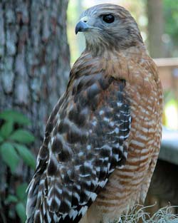 eagleeye250 Do you monitor your Institutes online identity?  Here are some tools to help.