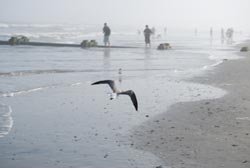 bird over beach eduWEBReflections II